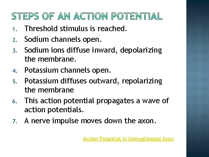 1. 2. 3. 4. 5. 6. 7. Threshold stimulus is reached. Sodium channels open. 1. 2. 3. 4. 5. 6. 7. Threshold stimulus is reached. Sodium channels open.