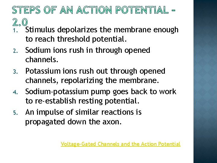1. 2. 3. 4. 5. Stimulus depolarizes the membrane enough to reach threshold potential. 1. 2. 3. 4. 5. Stimulus depolarizes the membrane enough to reach threshold potential.