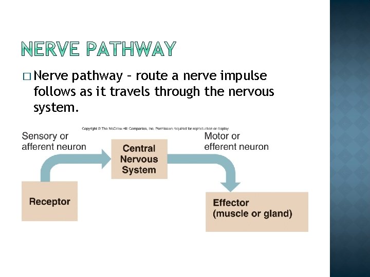 � Nerve pathway – route a nerve impulse follows as it travels through the � Nerve pathway – route a nerve impulse follows as it travels through the