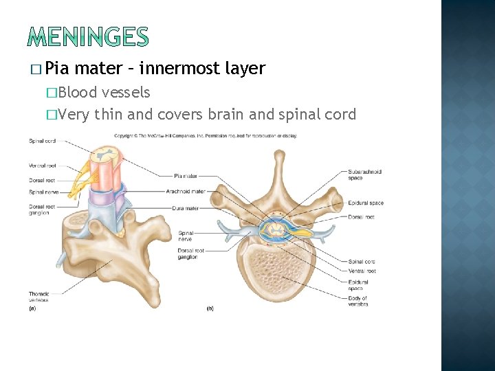� Pia mater – innermost layer �Blood vessels �Very thin and covers brain and � Pia mater – innermost layer �Blood vessels �Very thin and covers brain and