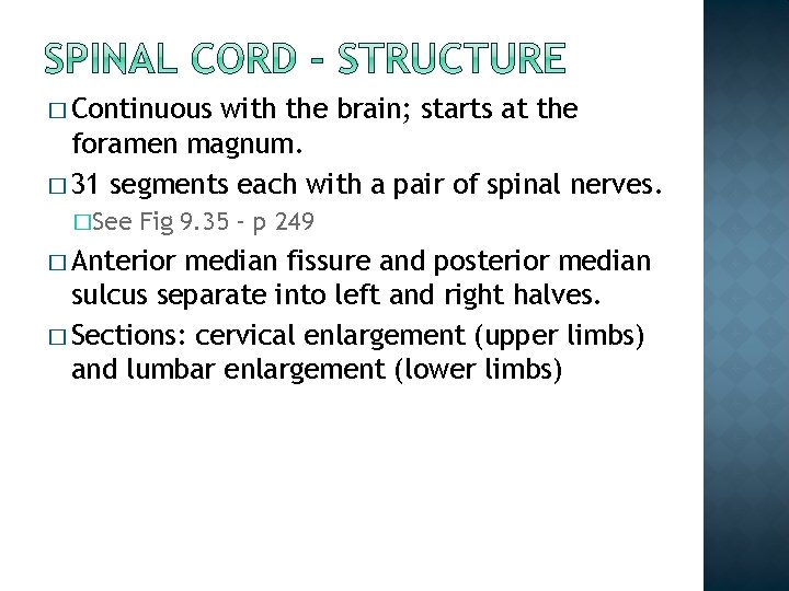 � Continuous with the brain; starts at the foramen magnum. � 31 segments each � Continuous with the brain; starts at the foramen magnum. � 31 segments each