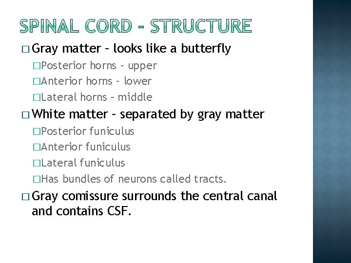 � Gray matter – looks like a butterfly �Posterior horns – upper �Anterior horns � Gray matter – looks like a butterfly �Posterior horns – upper �Anterior horns