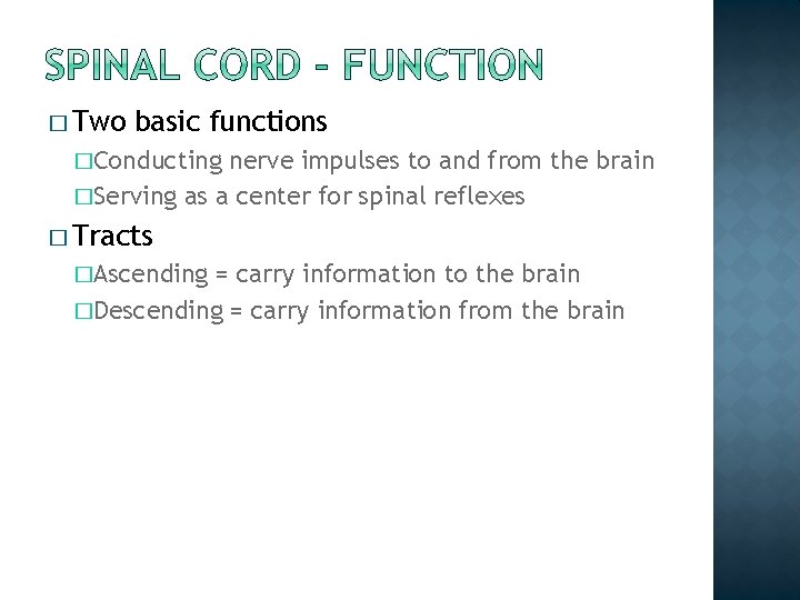� Two basic functions �Conducting nerve impulses to and from the brain �Serving as � Two basic functions �Conducting nerve impulses to and from the brain �Serving as