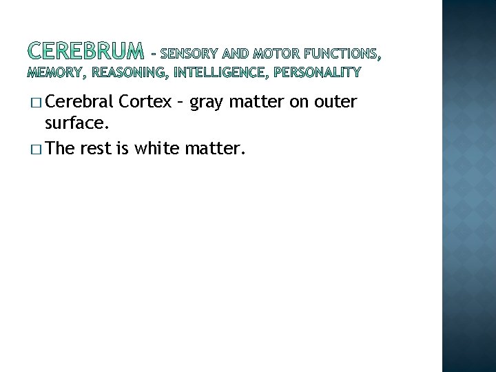 � Cerebral Cortex – gray matter on outer surface. � The rest is white � Cerebral Cortex – gray matter on outer surface. � The rest is white