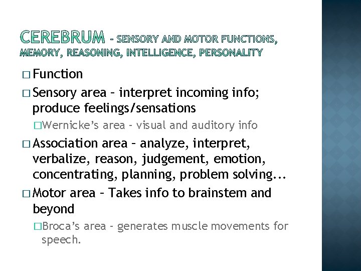 � Function � Sensory area – interpret incoming info; produce feelings/sensations �Wernicke’s area – � Function � Sensory area – interpret incoming info; produce feelings/sensations �Wernicke’s area –