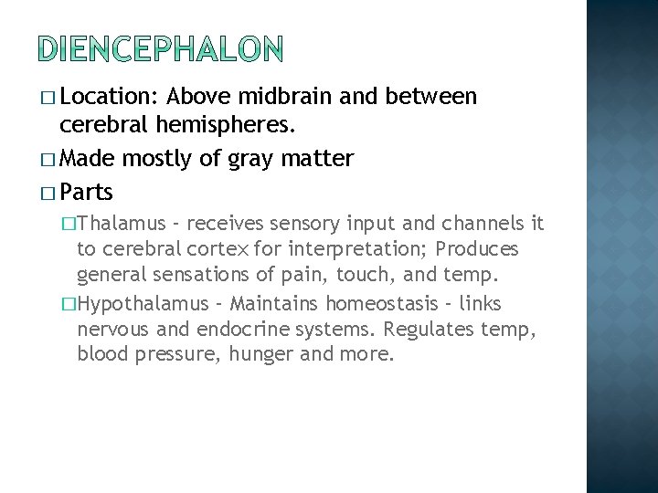 � Location: Above midbrain and between cerebral hemispheres. � Made mostly of gray matter � Location: Above midbrain and between cerebral hemispheres. � Made mostly of gray matter