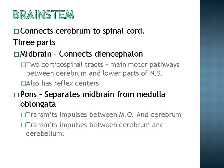 � Connects cerebrum to spinal cord. Three parts � Midbrain – Connects diencephalon �Two � Connects cerebrum to spinal cord. Three parts � Midbrain – Connects diencephalon �Two