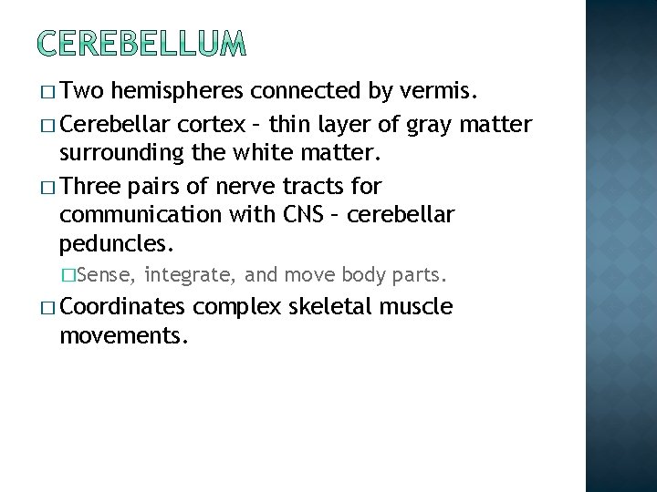 � Two hemispheres connected by vermis. � Cerebellar cortex – thin layer of gray � Two hemispheres connected by vermis. � Cerebellar cortex – thin layer of gray