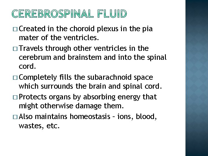 � Created in the choroid plexus in the pia mater of the ventricles. � � Created in the choroid plexus in the pia mater of the ventricles. �