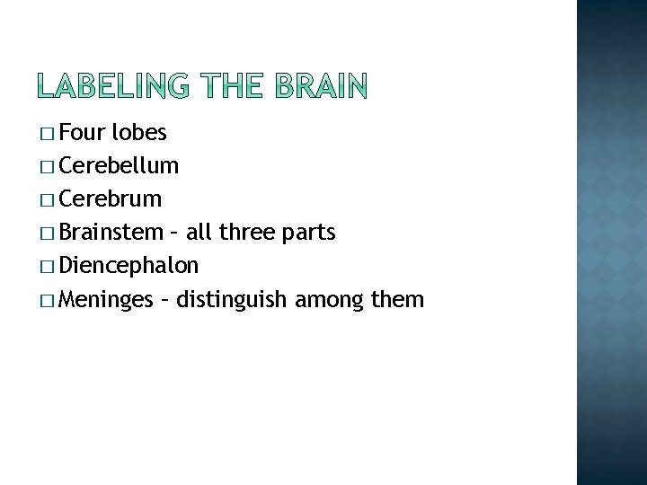 � Four lobes � Cerebellum � Cerebrum � Brainstem – all three parts � � Four lobes � Cerebellum � Cerebrum � Brainstem – all three parts �