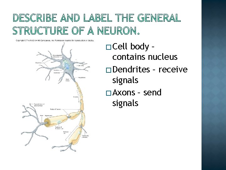 � Cell body – contains nucleus � Dendrites – receive signals � Axons – � Cell body – contains nucleus � Dendrites – receive signals � Axons –