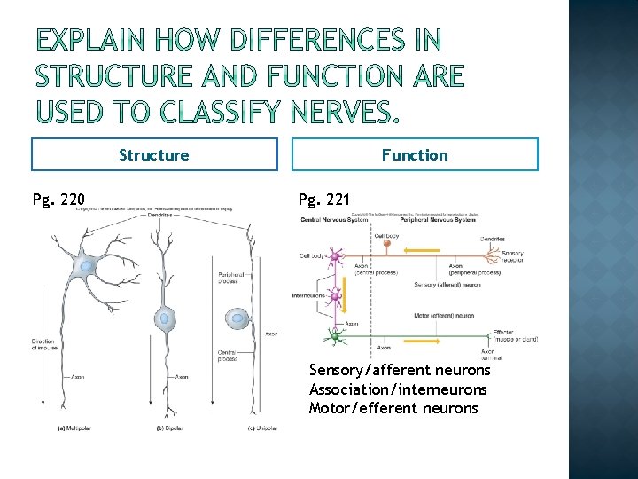 Structure Pg. 220 Function Pg. 221 Sensory/afferent neurons Association/interneurons Motor/efferent neurons Structure Pg. 220 Function Pg. 221 Sensory/afferent neurons Association/interneurons Motor/efferent neurons