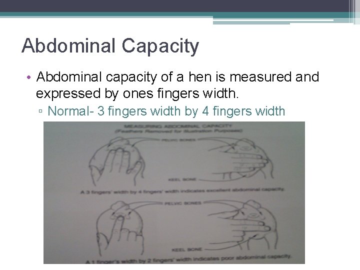 Abdominal Capacity • Abdominal capacity of a hen is measured and expressed by ones