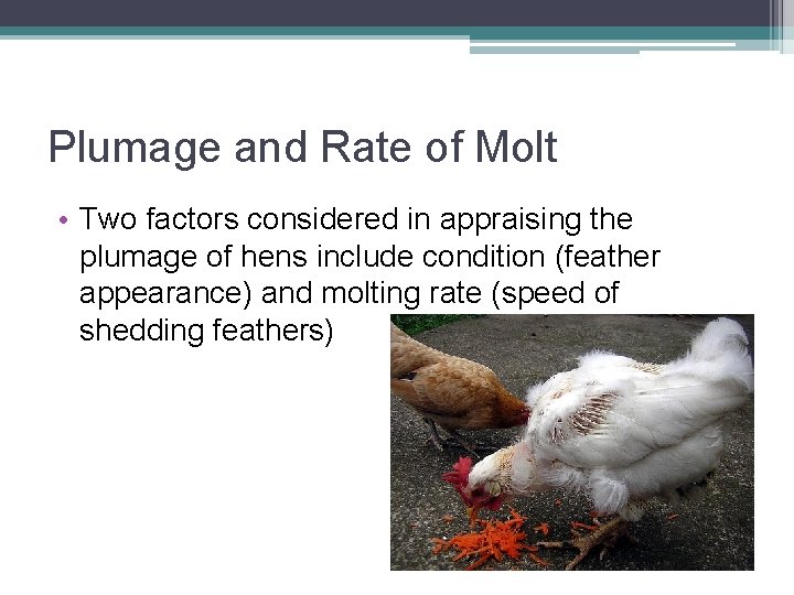 Plumage and Rate of Molt • Two factors considered in appraising the plumage of