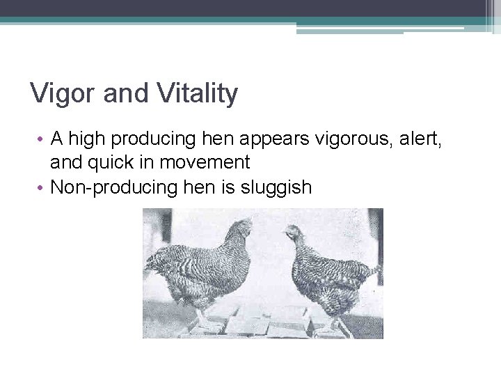 Vigor and Vitality • A high producing hen appears vigorous, alert, and quick in