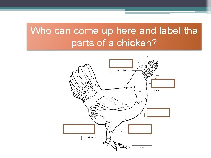 Who can come up here and label the parts of a chicken? 