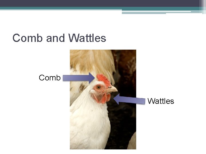 Comb and Wattles Comb Wattles 
