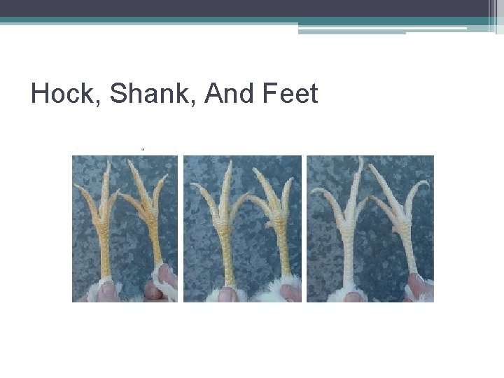 Hock, Shank, And Feet 