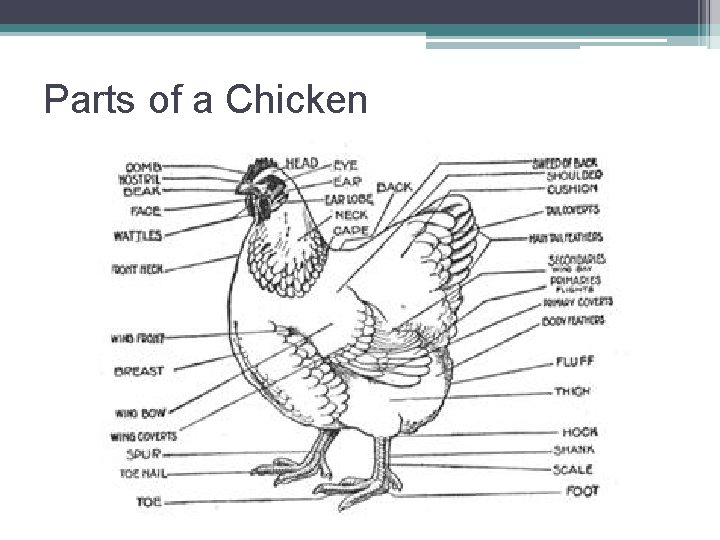 Parts of a Chicken 