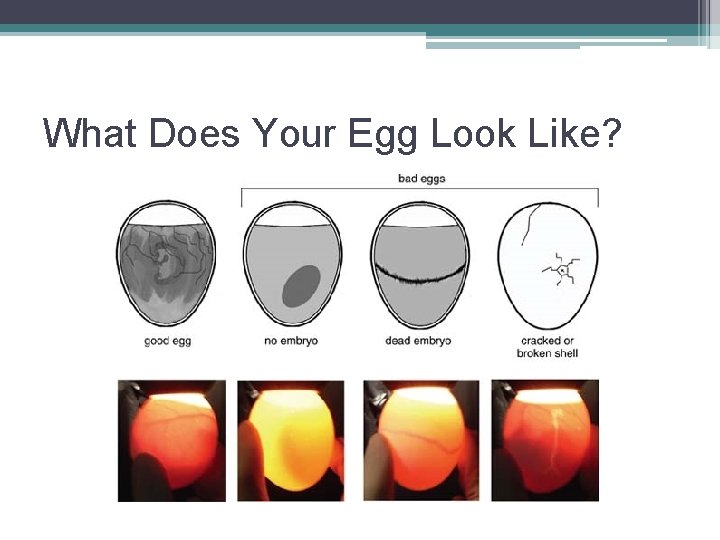 What Does Your Egg Look Like? 