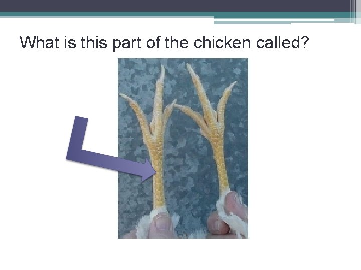 What is this part of the chicken called? 