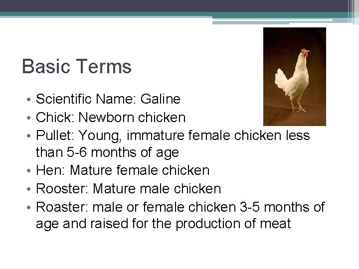 Basic Terms • Scientific Name: Galine • Chick: Newborn chicken • Pullet: Young, immature