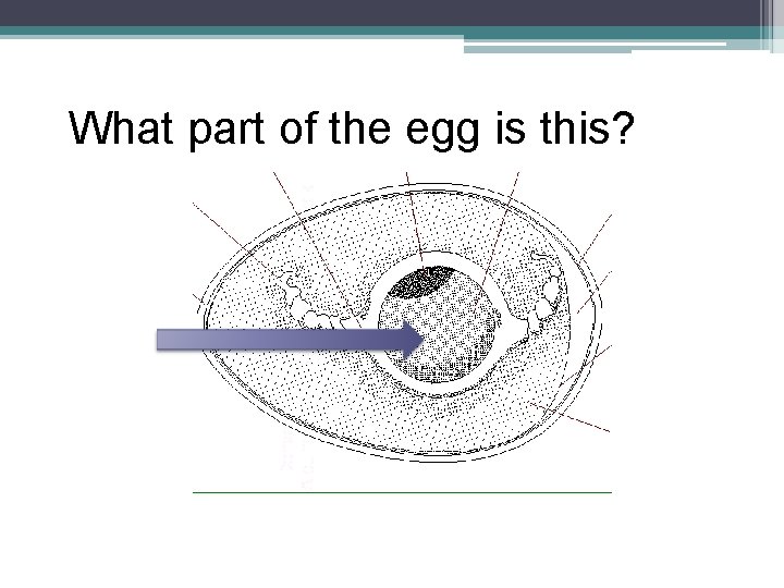 What part of the egg is this? 