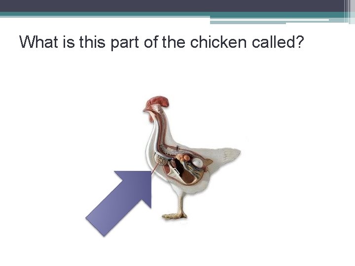 What is this part of the chicken called? 