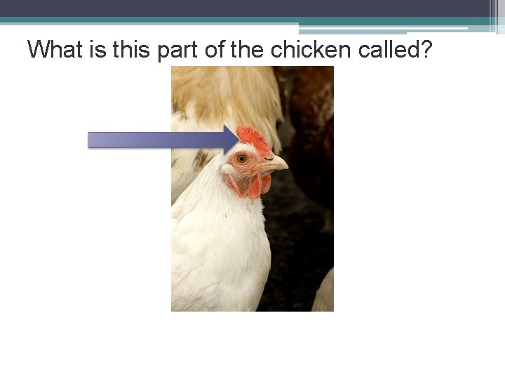 What is this part of the chicken called? 