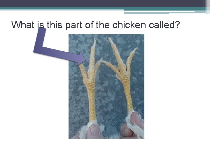 What is this part of the chicken called? 