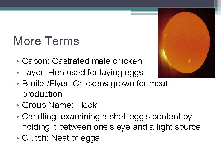 More Terms • Capon: Castrated male chicken • Layer: Hen used for laying eggs