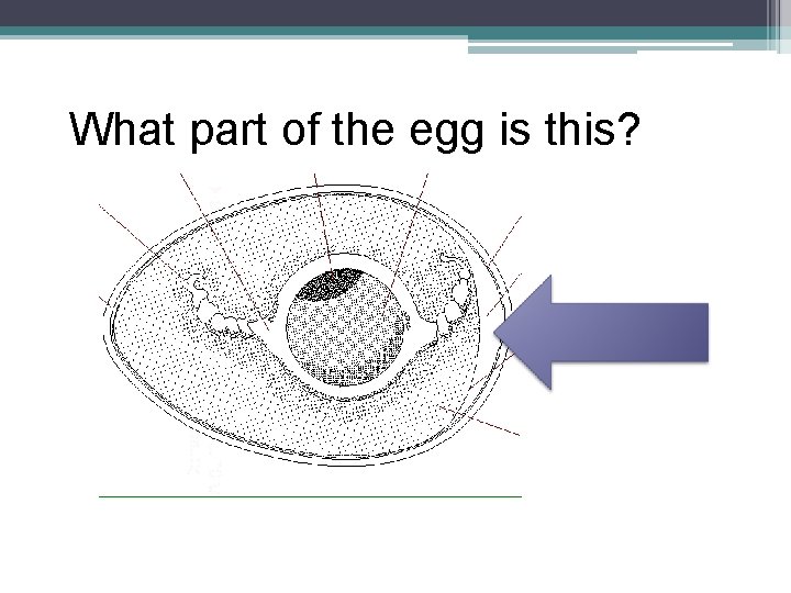 What part of the egg is this? 