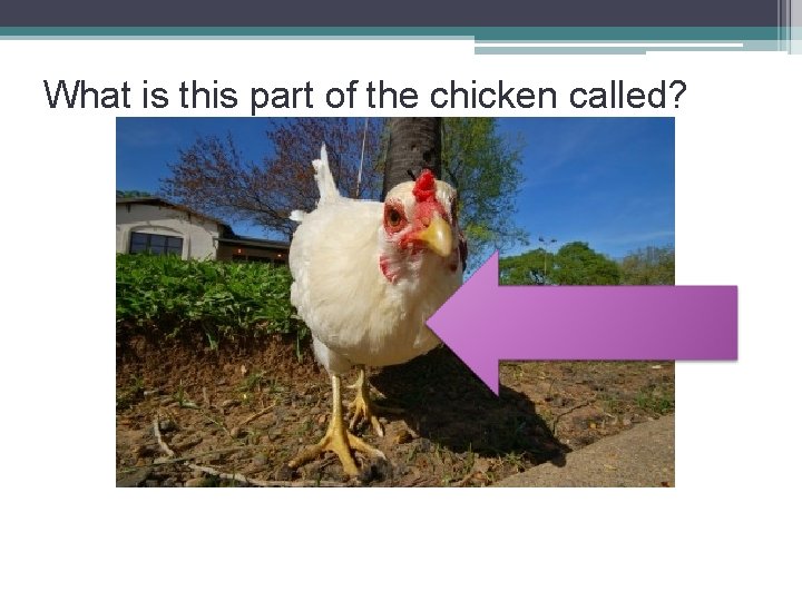 What is this part of the chicken called? 