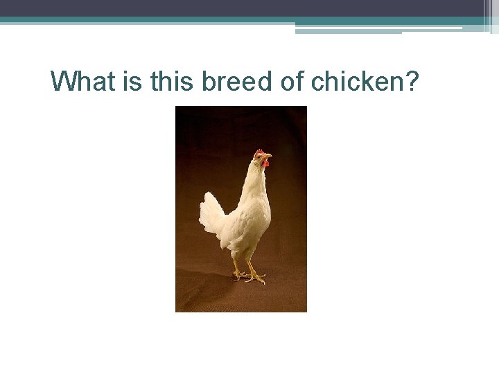 What is this breed of chicken? 