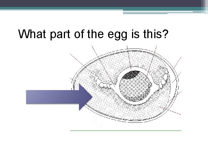 What part of the egg is this? 