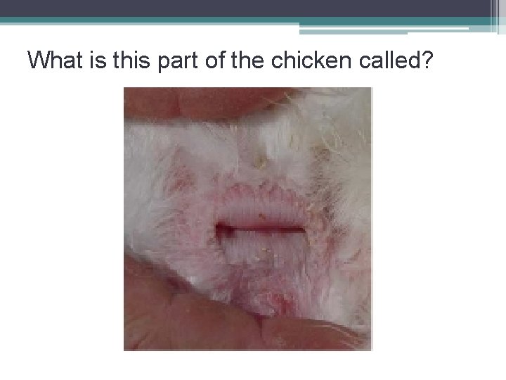 What is this part of the chicken called? 