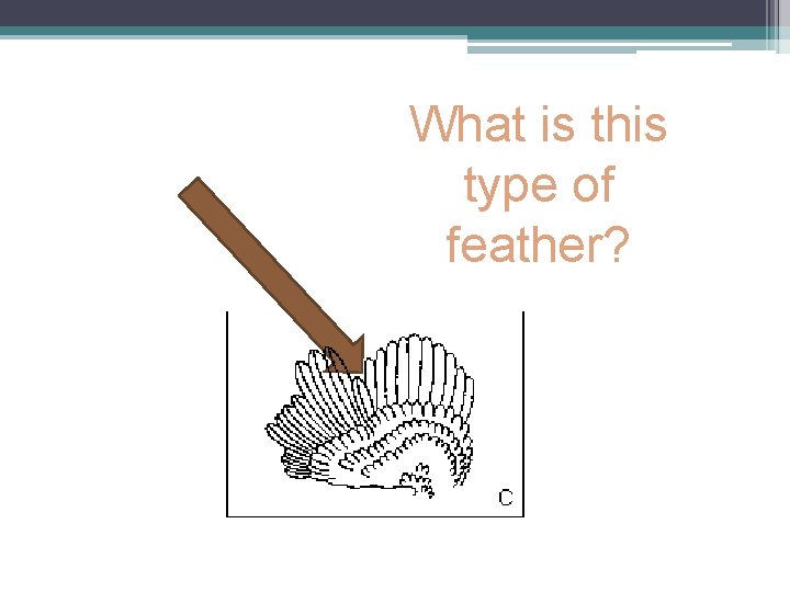 What is this type of feather? 