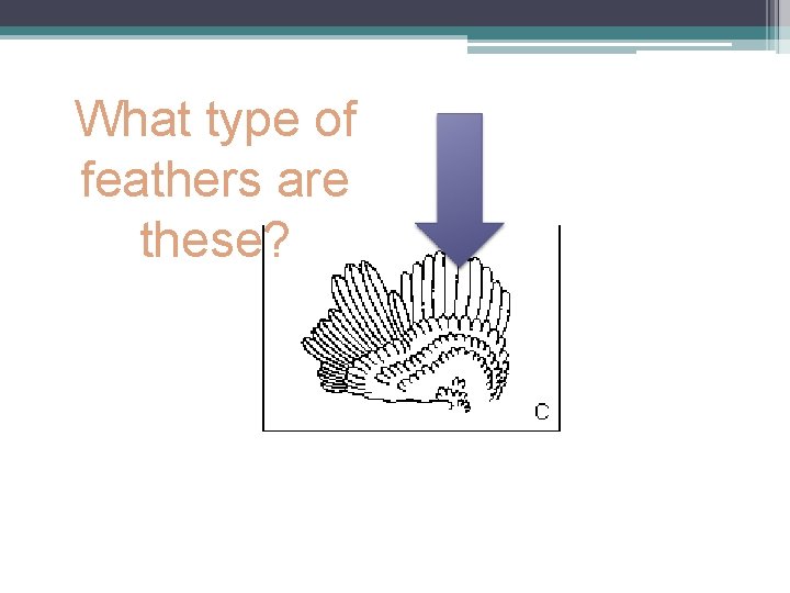 What type of feathers are these? 
