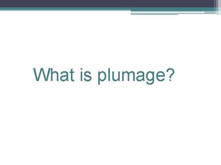 What is plumage? 