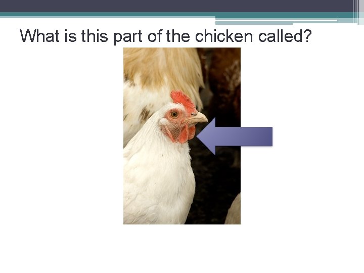 What is this part of the chicken called? 