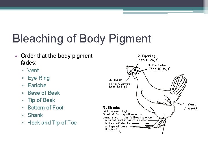 Bleaching of Body Pigment • Order that the body pigment fades: ▫ Vent ▫