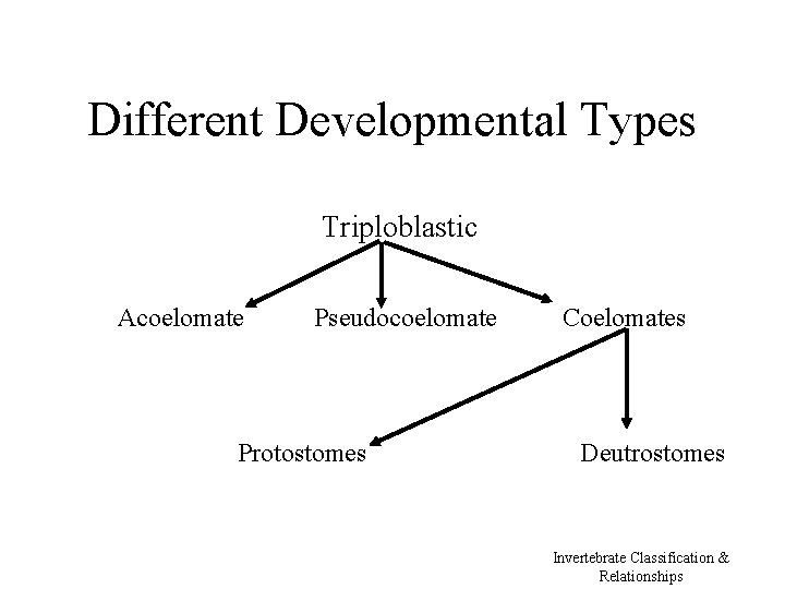 Different Developmental Types Triploblastic Acoelomate Pseudocoelomate Protostomes 11 Coelomates Deutrostomes Invertebrate Classification & Relationships