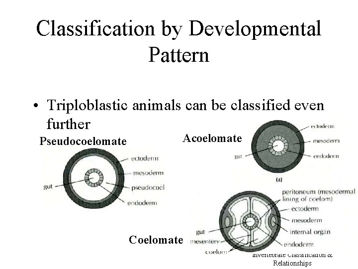 Classification by Developmental Pattern • Triploblastic animals can be classified even further Pseudocoelomate Acoelomate