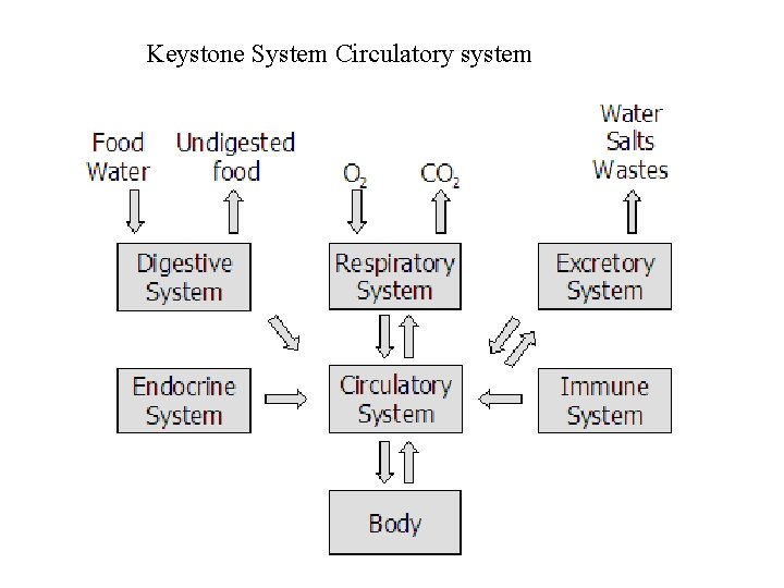 Keystone System Circulatory system 