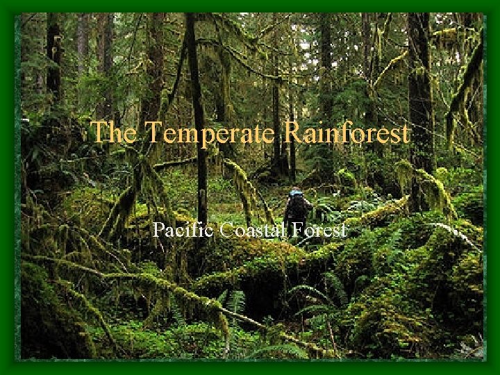 The Temperate Rainforest Pacific Coastal Forest 