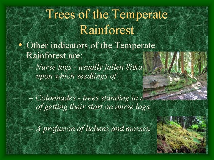 Trees of the Temperate Rainforest • Other indicators of the Temperate Rainforest are: –