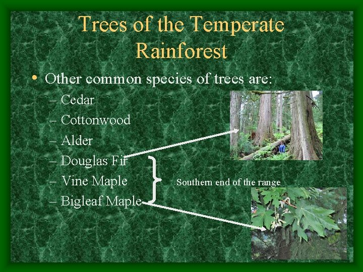 Trees of the Temperate Rainforest • Other common species of trees are: – Cedar