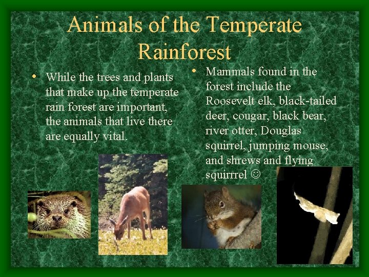 Animals of the Temperate Rainforest • While the trees and plants that make up