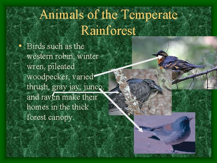 Animals of the Temperate Rainforest • Birds such as the western robin, winter wren,