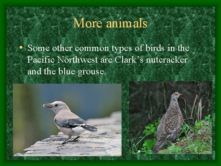 More animals • Some other common types of birds in the Pacific Northwest are